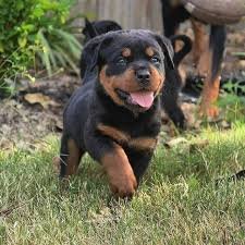 Buy Male Rottweiler Puppy from Vizag
